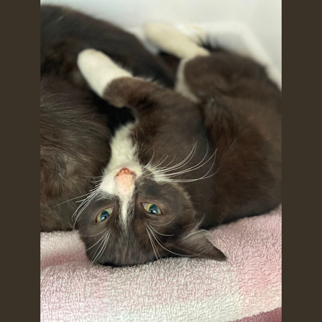 Photo of Simba
