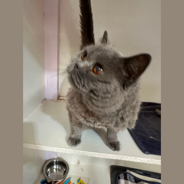 Photo of Bluebelle