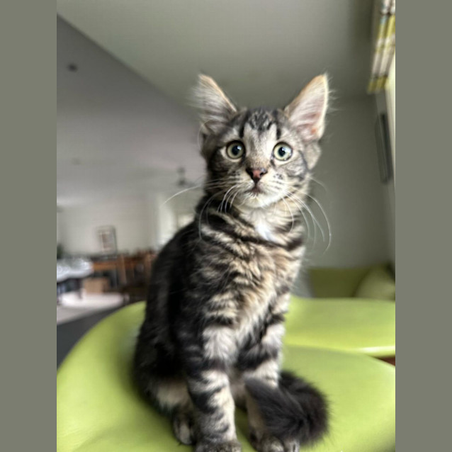 Photo of Ronnie (Ronaldo) 🐈‍⬛