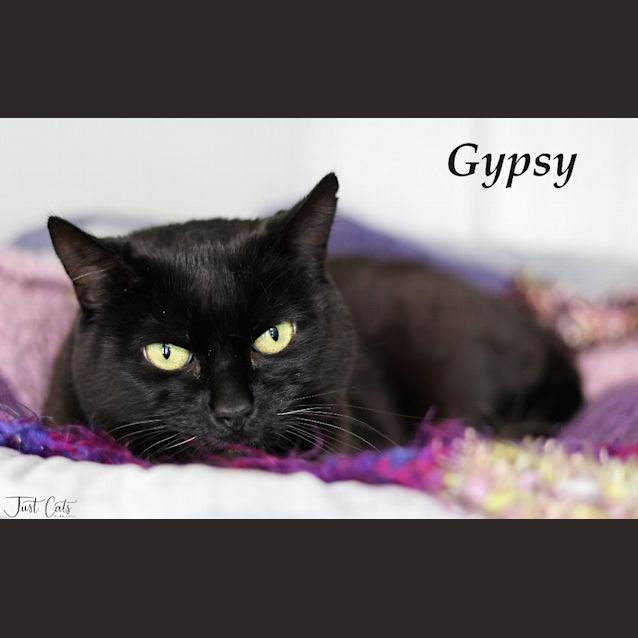 Photo of Gypsy