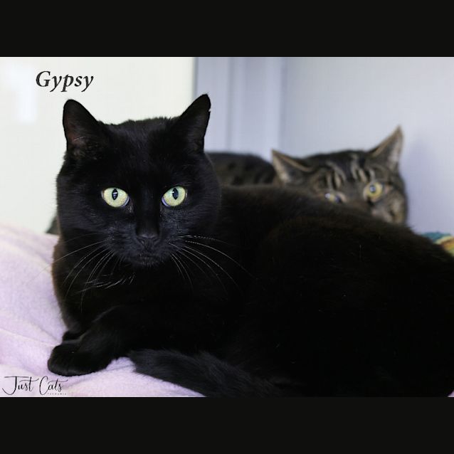 Photo of Gypsy