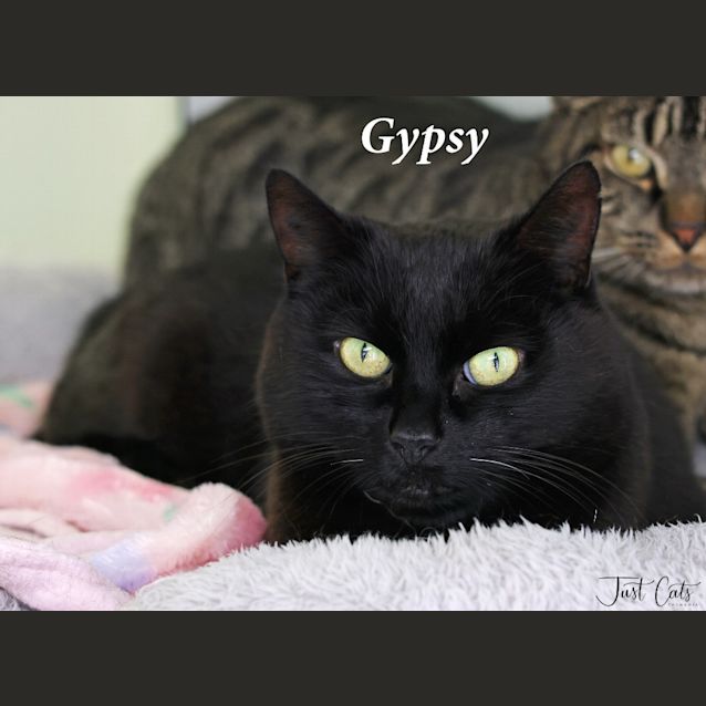 Photo of Gypsy
