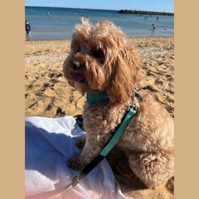 Photo of Ollie Celestino