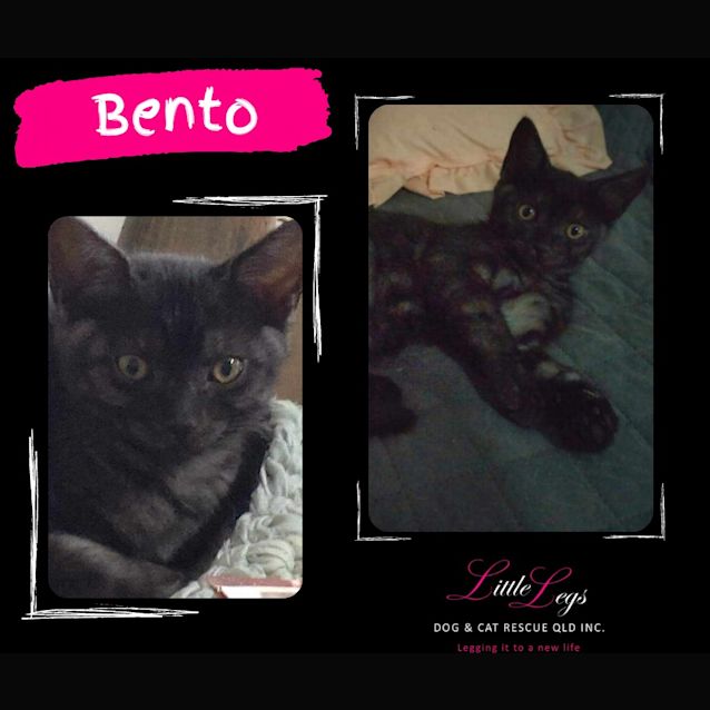 Photo of Bento