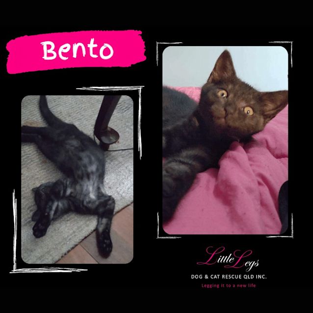 Photo of Bento