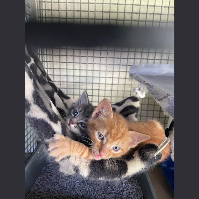 Photo of Cheddar Cheese