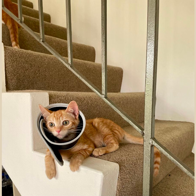 Photo of Taco