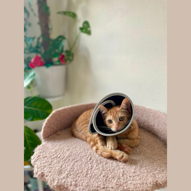 Photo of Taco