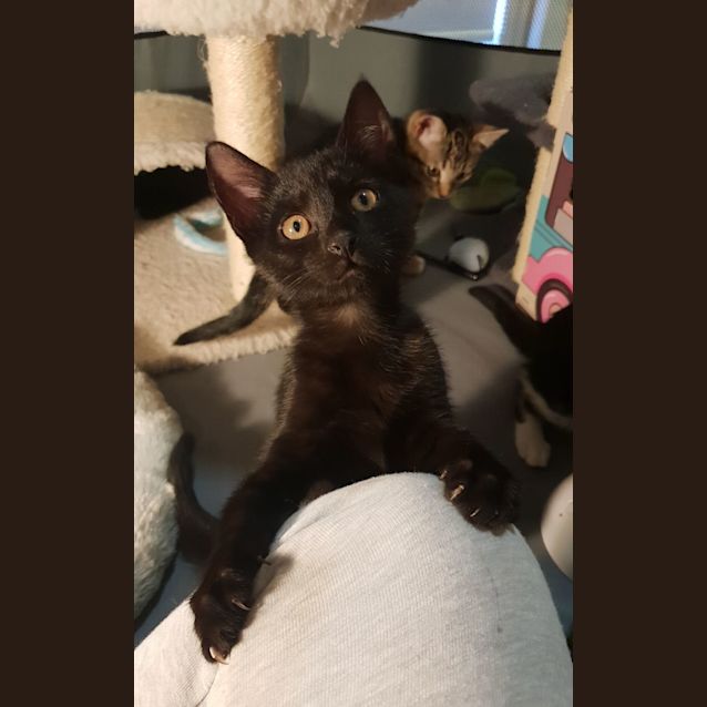 Photo of Gremlin **2nd Chance Cat Rescue**