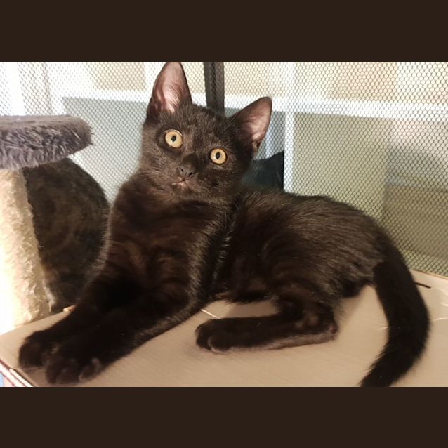 Photo of Gremlin **2nd Chance Cat Rescue**
