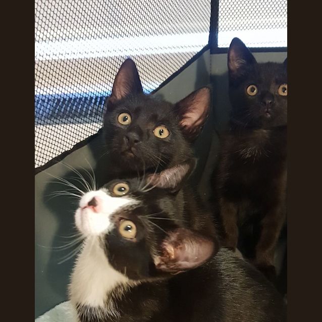 Photo of Gremlin **2nd Chance Cat Rescue**