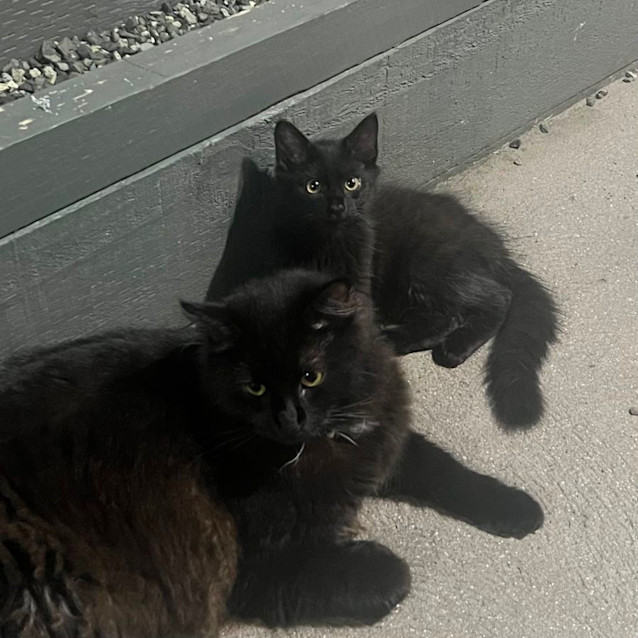 Photo of Sammi 🐈‍⬛