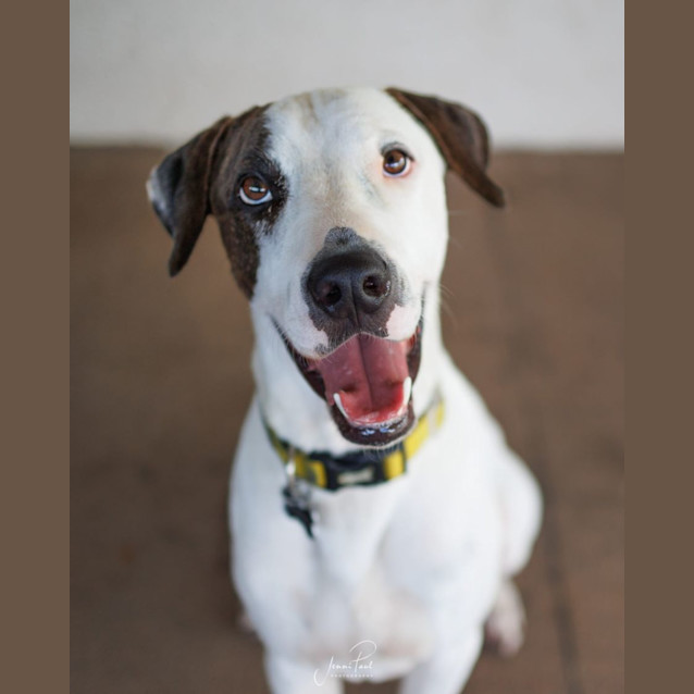 Photo of Dodge