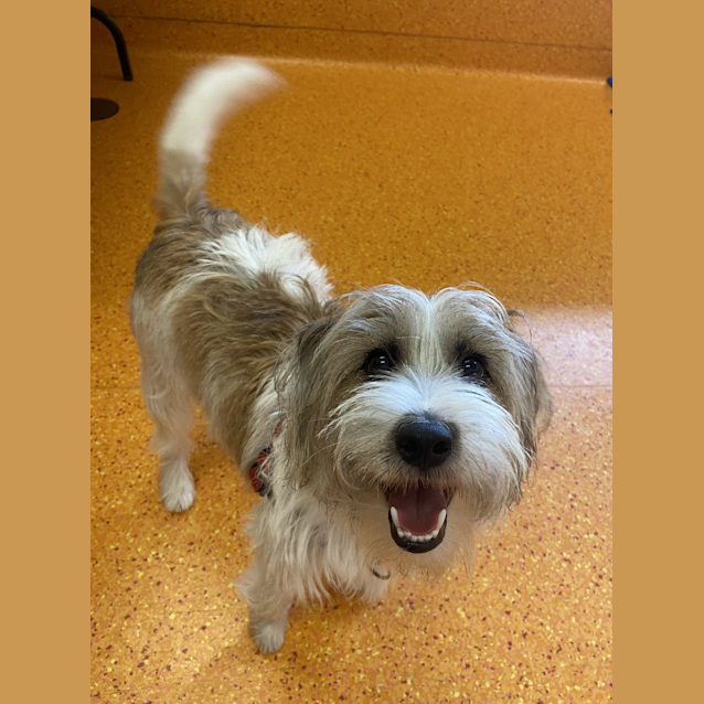 Photo of Scout