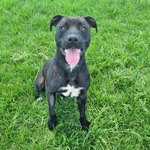 Photo of Layla