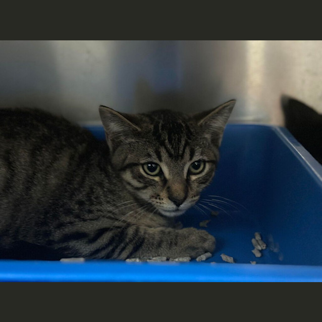 Photo of Paddy