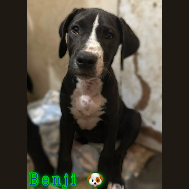 Photo of Benji