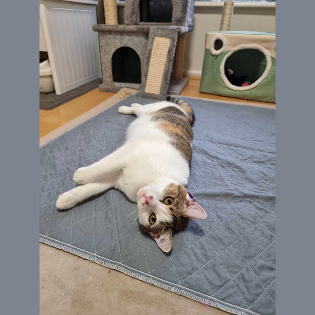 Photo of Tiger Lilly