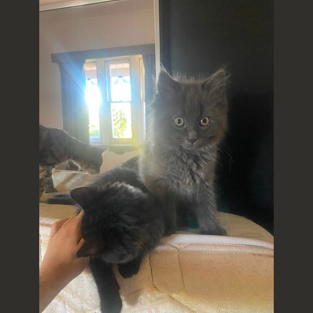 Photo of Sauerkraut & Kimchi 