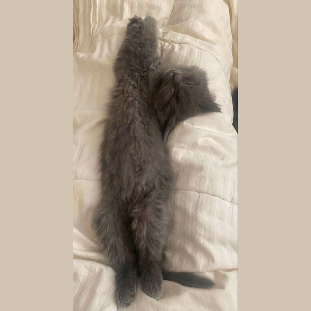 Photo of Sauerkraut & Kimchi 