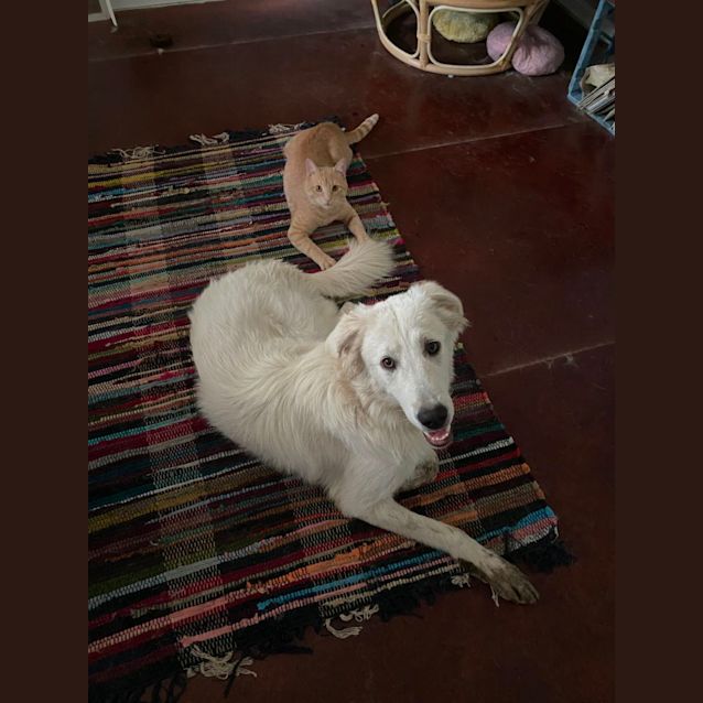 Photo of Bailey   7 Month Old Maremma (Trial)