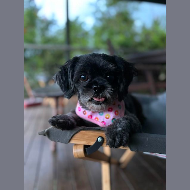 Photo of Muppet
