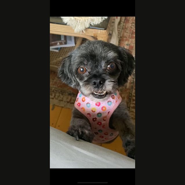 Photo of Muppet