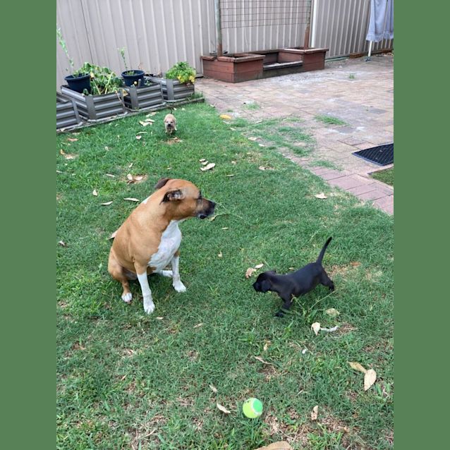 Photo of Sanji   8 Week Old Border Collie X (Trial)