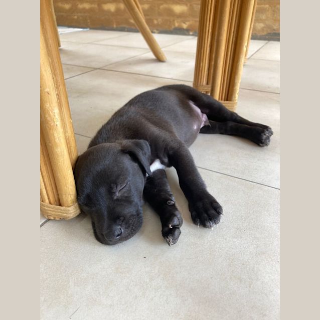Photo of Sanji   8 Week Old Border Collie X (Trial)