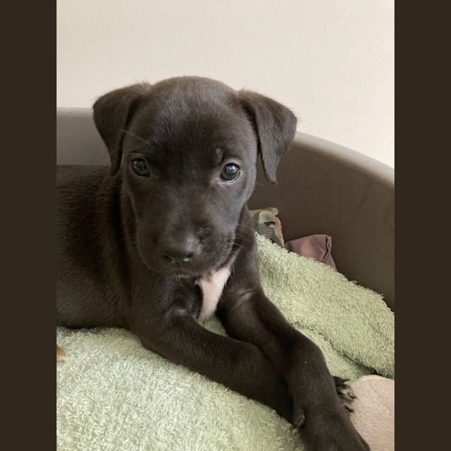 Photo of Sanji   8 Week Old Border Collie X (Trial)