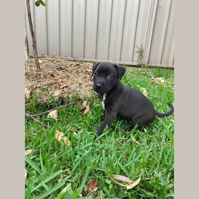 Photo of Sanji   8 Week Old Border Collie X (Trial)