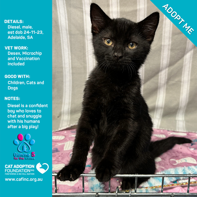 Photo of Diesel Kittens Just $100 This Weekend!