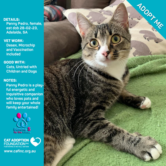 Photo of Penny Pedro Just $39 Limited Time!