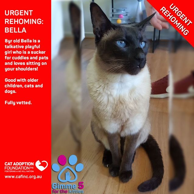 Photo of Bella Private Rehoming No Charge!