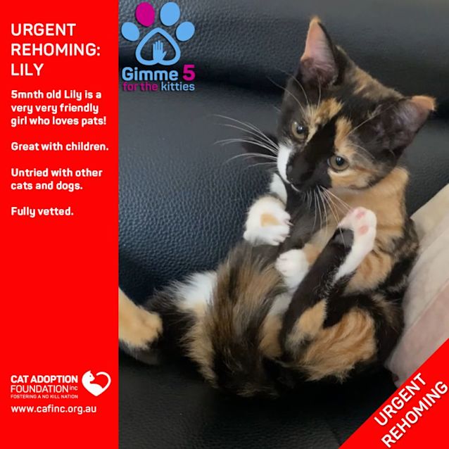 Photo of Lily Private Rehoming No Charge!