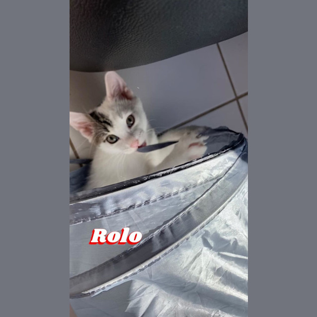 Photo of Rolo