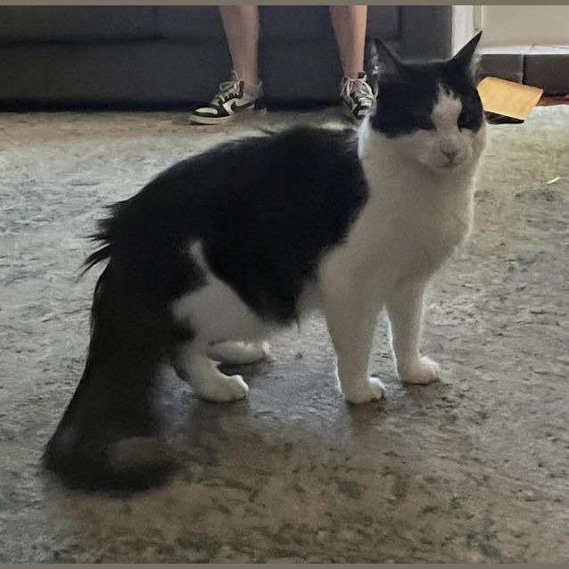 Photo of Remington (Remy)
