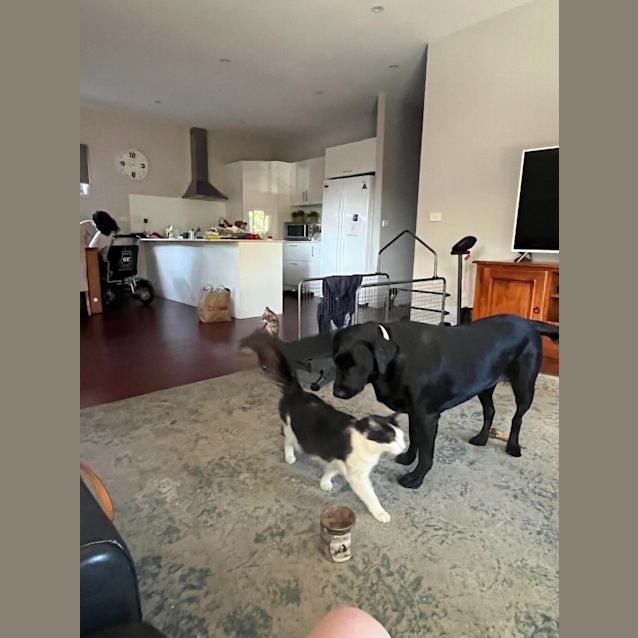 Photo of Remington (Remy)