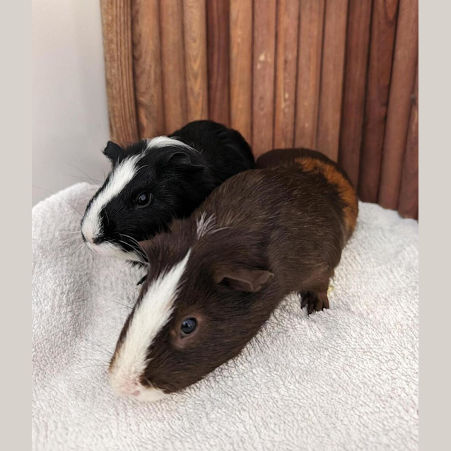 Photo of Chowder 