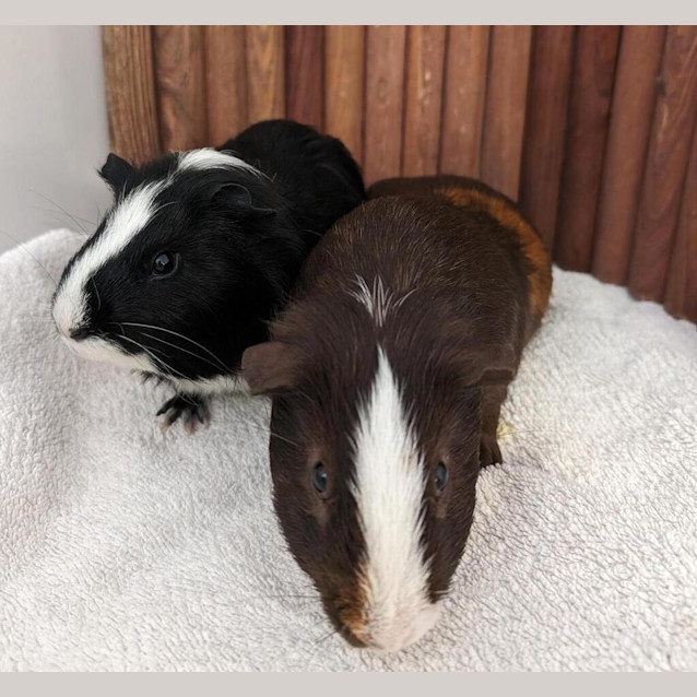 Photo of Chowder 