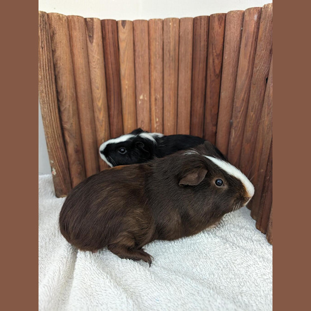 Photo of Chowder 