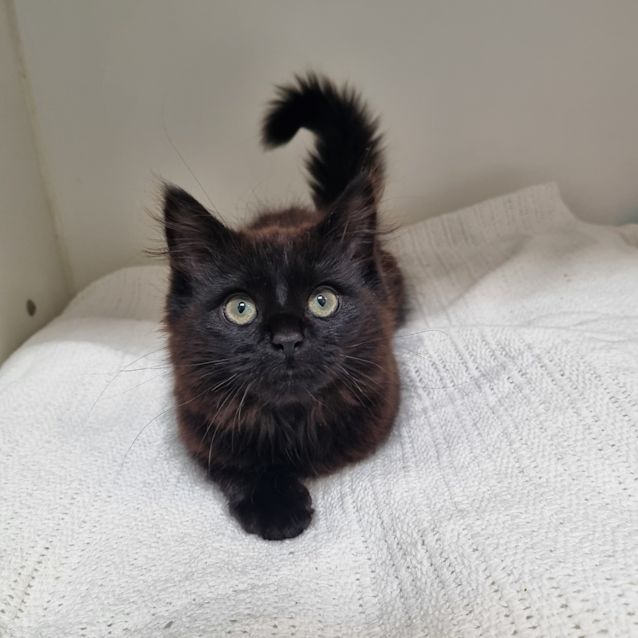 Photo of Midnight
