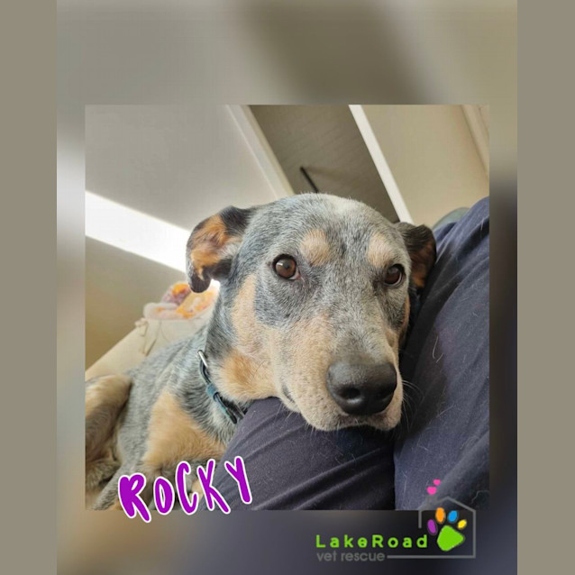 Photo of Rocky