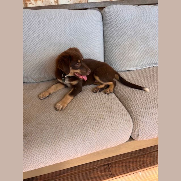 Photo of Buddy
