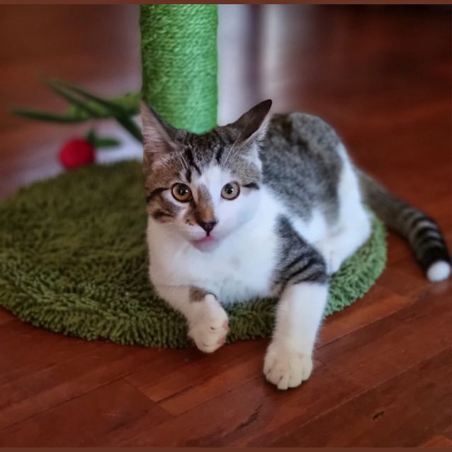 Photo of Monkey Magic