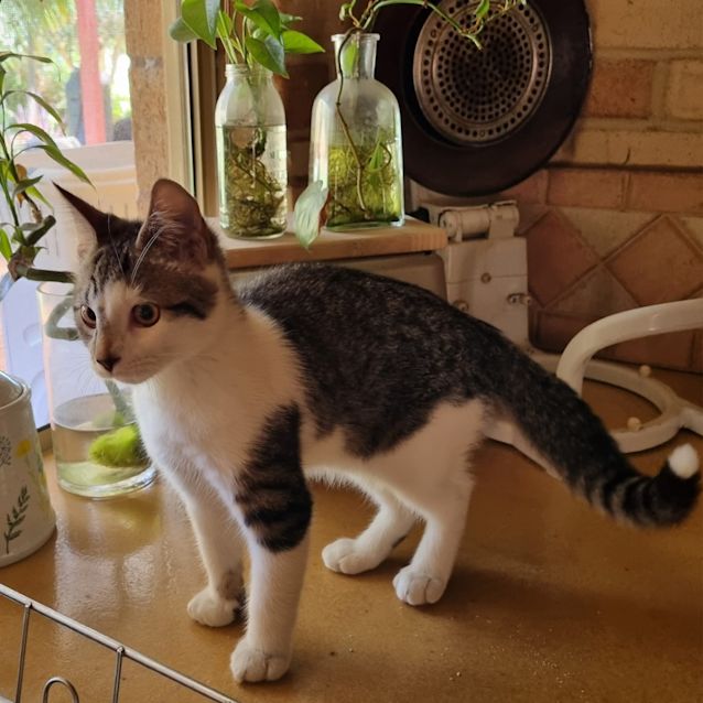 Photo of Monkey Magic