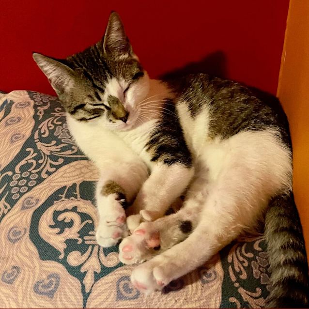 Photo of Monkey Magic