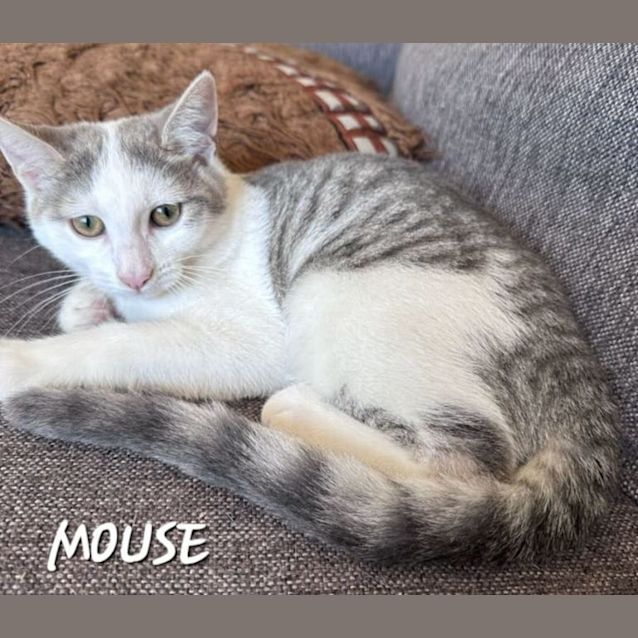 Photo of Mouse 