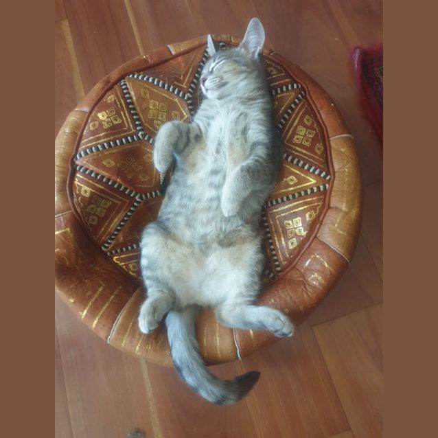 Photo of Fatty Mc Fatterson