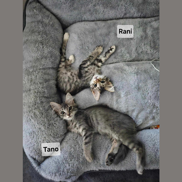 Photo of Rani